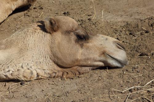 Bahrain-23. Januar 2015