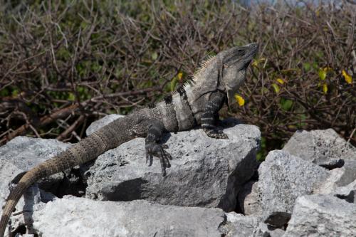 Mexiko Cancun Februar 2016-35