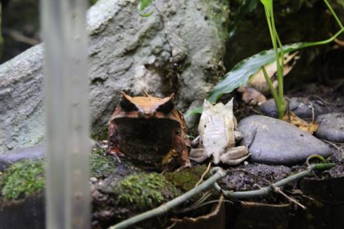 Schmetterlingsfarm-Strand02