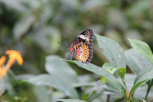 Schmetterlingsfarm-Strand03