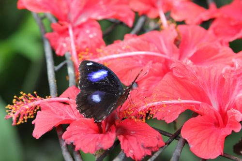 Schmetterlingsfarm-Strand05