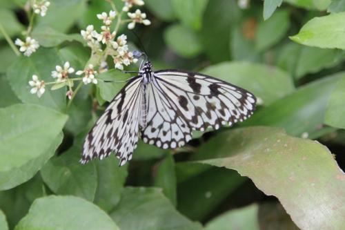 Schmetterlingsfarm-Strand06