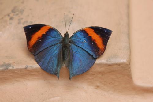 Schmetterlingsfarm-Strand07