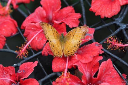 Schmetterlingsfarm-Strand08