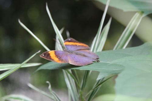 Schmetterlingsfarm-Strand09