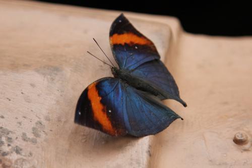 Schmetterlingsfarm-Strand10