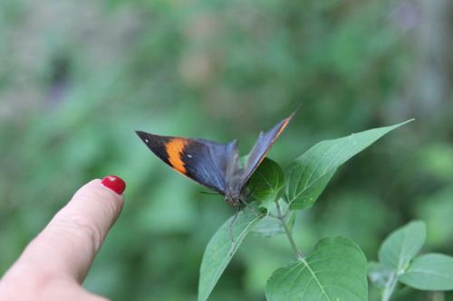 Schmetterlingsfarm-Strand11