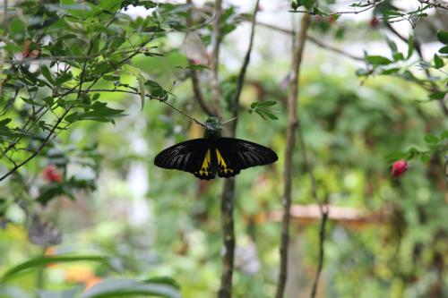 Schmetterlingsfarm-Strand12