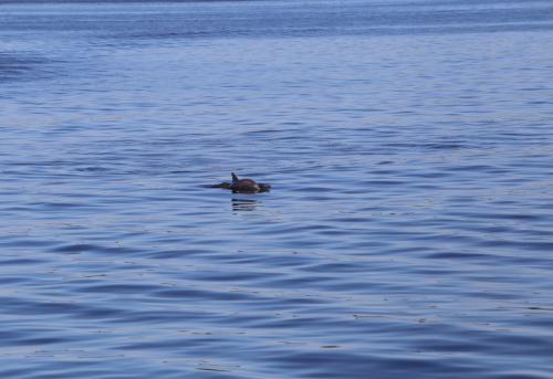 Tampa Februar 2016 206