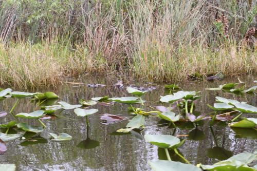 USA Miami Februar 2016111