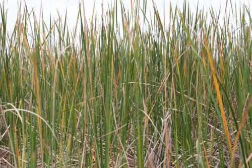 USA Miami Februar 2016122