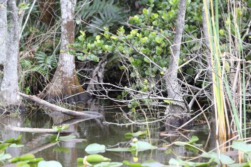 USA Miami Februar 2016124