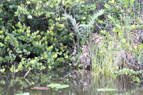 USA Miami Februar 2016125