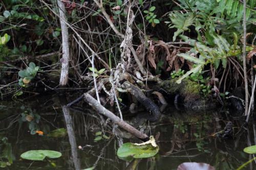 USA Miami Februar 2016126