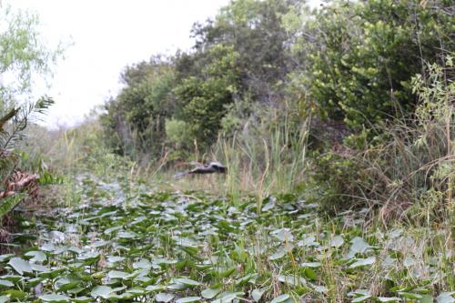 USA Miami Februar 2016128