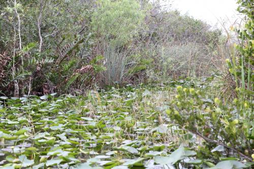 USA Miami Februar 2016131