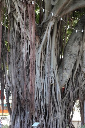 USA Miami Feb 201619