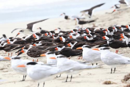 USA Miami Februar 201697